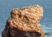 Vogelfelsen - Bird Rocks